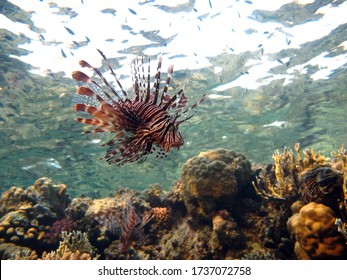 Lionfish Scorpaenidae (Scorpaenidae) Lionfish Warrior. Zebra Fish.

