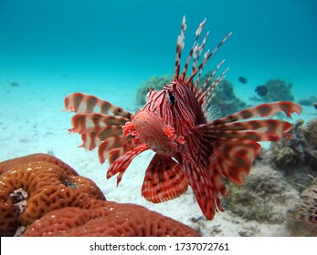 Lionfish Scorpaenidae (Scorpaenidae) Lionfish Warrior. Zebra Fish.

