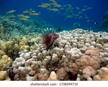 Lionfish Scorpaenidae (Scorpaenidae). Lionfish Warrior. Zebra Fish.