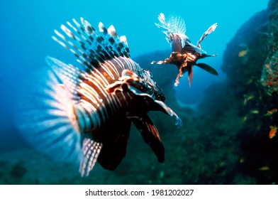 Lionfish, Sodwana Bay,  KwaZulu Natal, South Africa