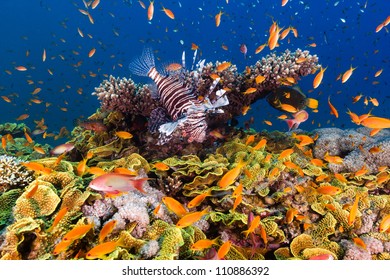 Lionfish surrounded by Anthias over a large Salad Coral