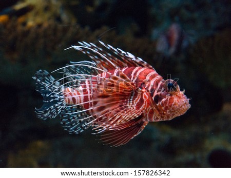 Lionfish underwater