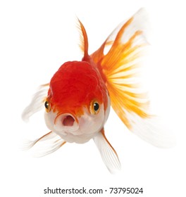 1,197 Goldfish Open Mouth Images, Stock Photos & Vectors | Shutterstock