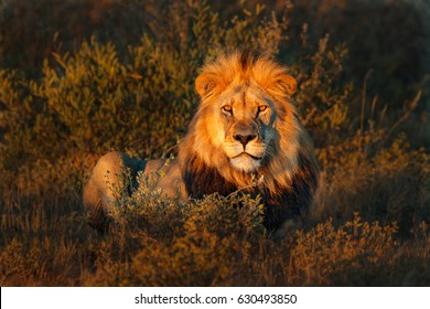 Lion(Panthera leo)