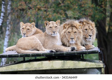 Lions