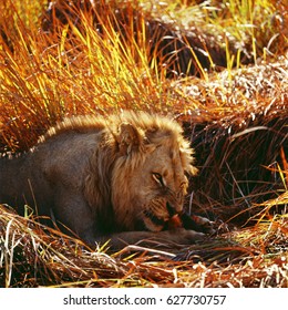 lions