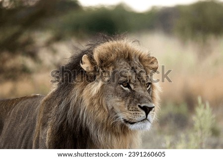Lions in African National parks (Botswana, Zambia, Namibia, Zimbabwe, South Africa)