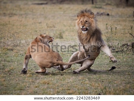 Lions after mating in Tanzania
