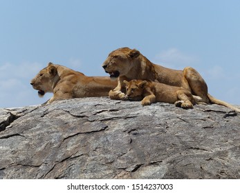 Lions bask on a stone in Serengeti national park in Tanzania - Shutterstock ID 1514237003
