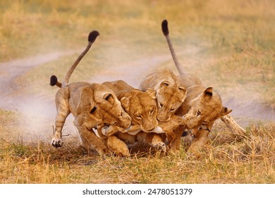 Lions catch antlelope, Khwai river, Botswana in Afica. Big cats family in the nature habitat, Botswana nature. Lion kill behavior in nature. Cats prey animal, tree youngs and mother. Wildlife. - Powered by Shutterstock