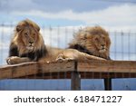 Lions Chuck and Norris, saved from the canned hunting industry, showing their manes