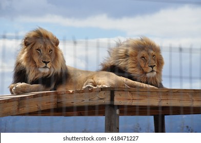 Lions Chuck and Norris, saved from the canned hunting industry, showing their manes