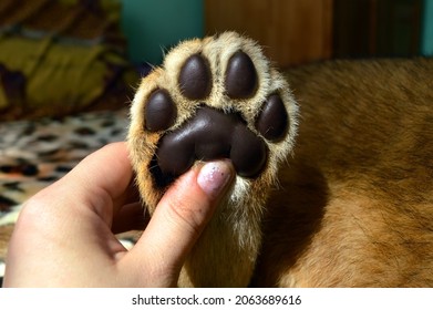 883 Lion paw hand Images, Stock Photos & Vectors | Shutterstock