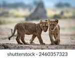 Lions cubs are seen in Mana Pools Zimbabwe on January 2024