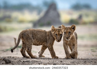 Lions cubs are seen in Mana Pools Zimbabwe on January 2024 - Powered by Shutterstock