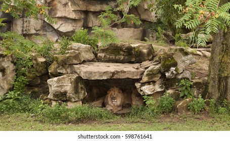 Lions den at zoo