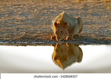 Lions Drinking Water. Portrait  Of African Lion, Panthera Leo, Detail Of Big Animals, Kruger National Park South Africa. Cats In Nature Habitat. Morning Sunrise Near The Water Hole.