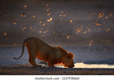 Lions Drinking Water. Portrait Of African Lions, Panthera Leo, Detail Of Big Animals, Etosha NP, Namibia In Africa. Cats In Nature Habitat. Morning Sunrise With Flock Of Birds.