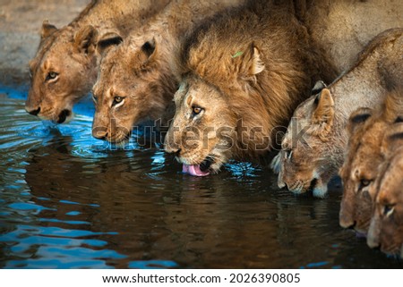 Lions drinking water together as a pride.