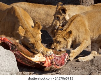 Lions eating meat, meateaters, carnivore, predator