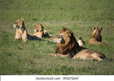 37,389 Family lions Images, Stock Photos & Vectors | Shutterstock