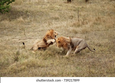 Lions Fight