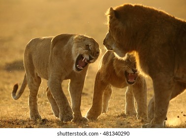 Lions Fighting 