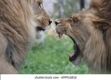 Lions Fighting 