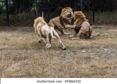 Lions Fighting Over Prey