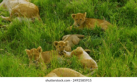 lions in forest, lion cubs, beautiful animals, wild lions, baby lion, african jungle, danger, wildlife, 4k wallpaper, hd photo - Powered by Shutterstock