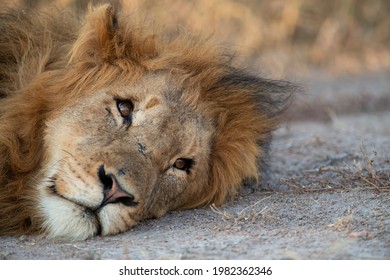 Lions of Greater Kruger Park - Shutterstock ID 1982362346