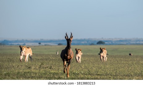 Lions Hunting A Topi Antelope