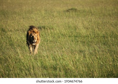 Lions In Kenya  Massai Mara