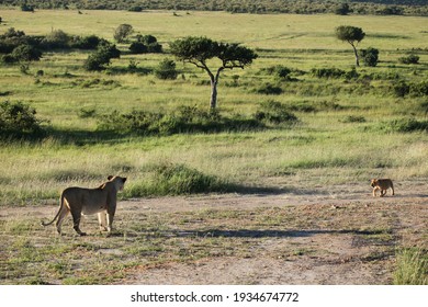 Lions In Kenya  Massai Mara