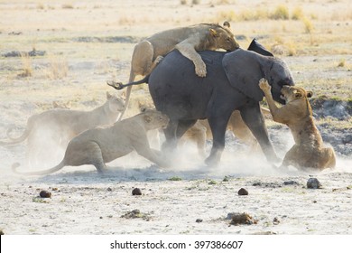 Lions Kill And Eat A Baby Elephant In Africa