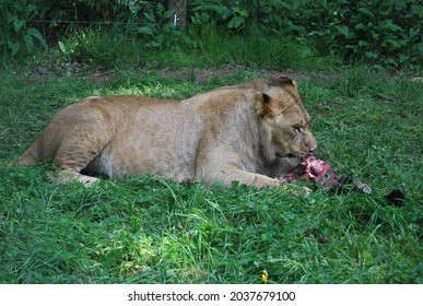 Lions At Knowsley Safari Park