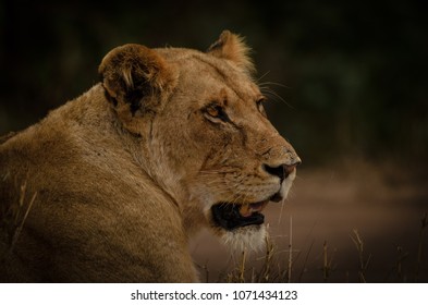 Lions Kruger National Parksouth Africa Stock Photo 1071434123