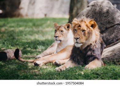 Lions Laying In Grass At The Indianapolis Zoo