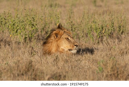 Lions Of Lewa, Kenya, Africa