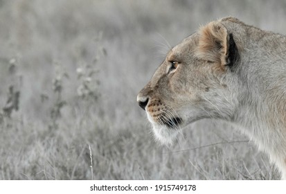 Lions Of Lewa, Kenya, Africa