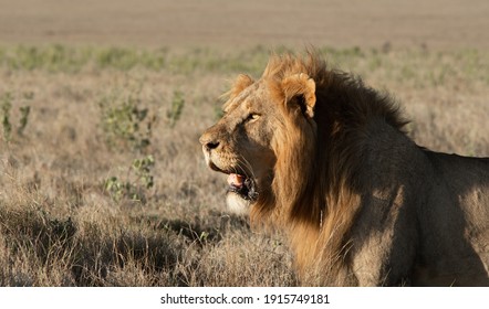 Lions Of Lewa, Kenya, Africa