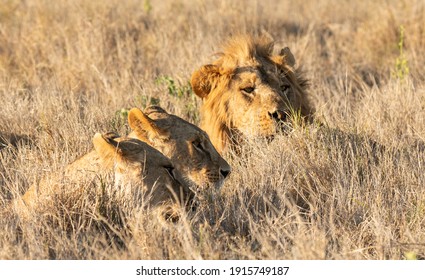 Lions Of Lewa, Kenya, Africa