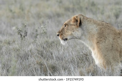 Lions Of Lewa, Kenya, Africa