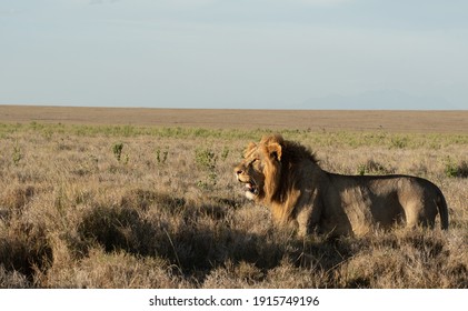 Lions Of Lewa, Kenya, Africa