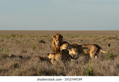 Lions Of Lewa, Kenya, Africa