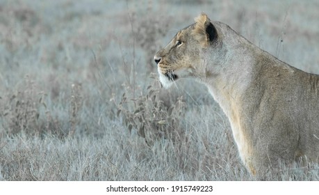 Lions Of Lewa, Kenya, Africa