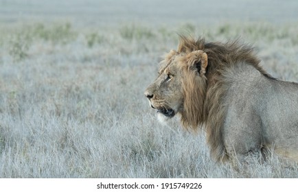 Lions Of Lewa, Kenya, Africa