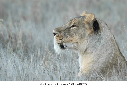 Lions Of Lewa, Kenya, Africa