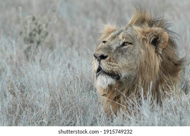 Lions Of Lewa, Kenya, Africa