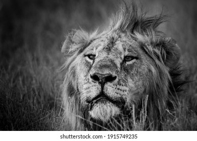 Lions Of Lewa, Kenya, Africa